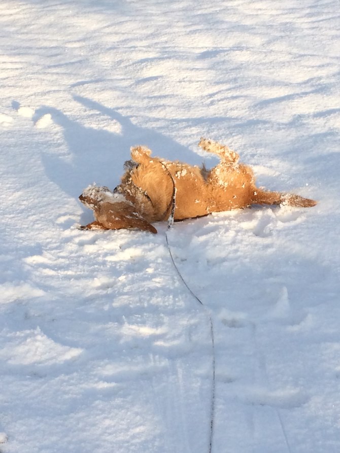 Hund i snö